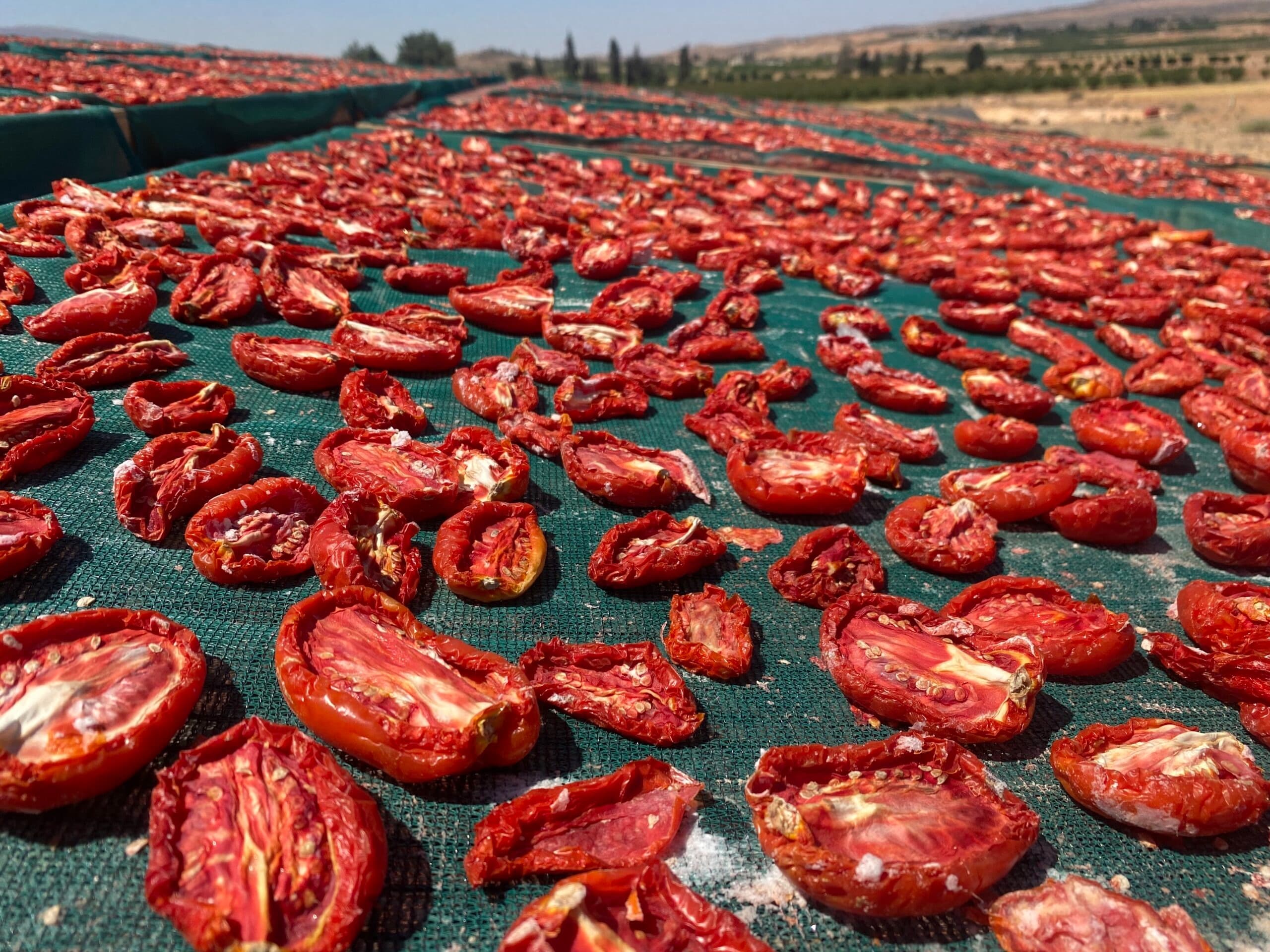 AgriDev's Kanafar zaatar mix and sundried tomato products developed by the Beirut team