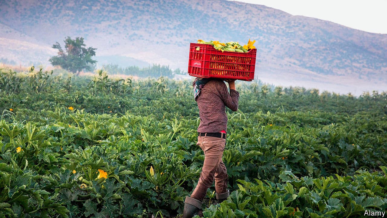 Lebanese farmers.