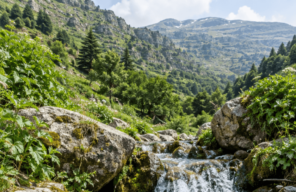 A clear mountain stream flowing over mossy boulders through a green valley, with pine trees and rocky slopes rising toward distant peaks under a blue sky.